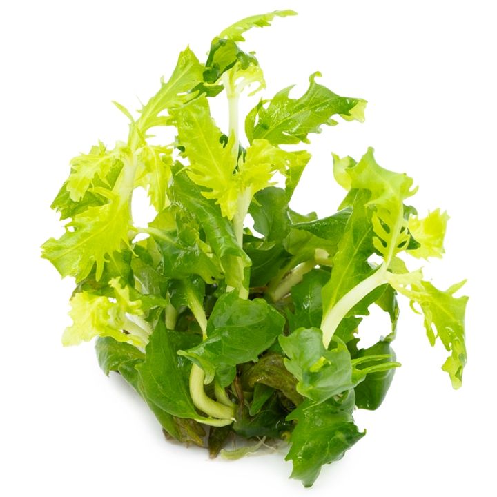 Planta naturala de acvariu, Hygrophila difformis 1-2-Grow!, 5 cm