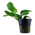 Planta naturala de acvariu, Tropica, Anubias barteri var. nana