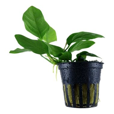 Planta naturala de acvariu, Tropica, Anubias barteri var. nana