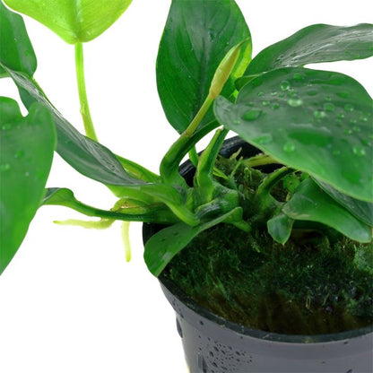 Planta naturala de acvariu, Tropica, Anubias barteri var. nana