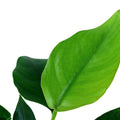 Planta naturala de acvariu, Tropica, Anubias barteri var. nana