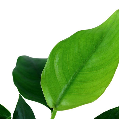 Planta naturala de acvariu, Tropica, Anubias barteri var. nana