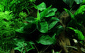 Planta naturala de acvariu, Tropica, Anubias barteri var. nana