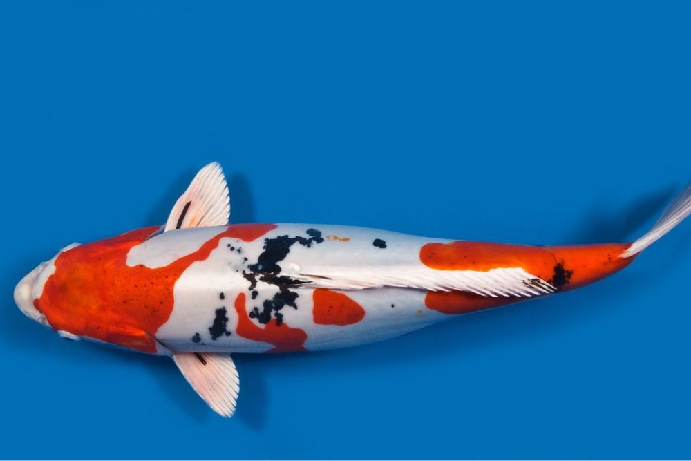 crap koi Sanke Cyprinus carpio 25-30cm alb rosu negru