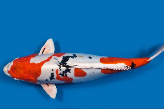 crap koi Sanke Cyprinus carpio 25-30cm alb rosu negru