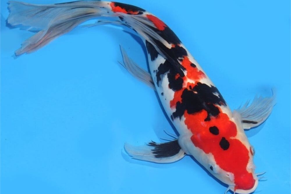 crap koi Sanke 25-30cm cu model tricolor pentru iaz