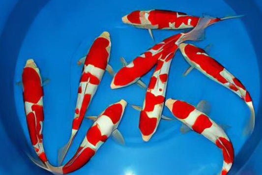 crap koi Kohaku Cyprinus carpio 25-30cm alb rosu