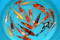 Crap koi A premium mix, Cyprinus carpio, 25-30cm