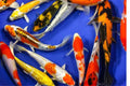 Crap koi A premium mix, Cyprinus carpio, 25-30cm