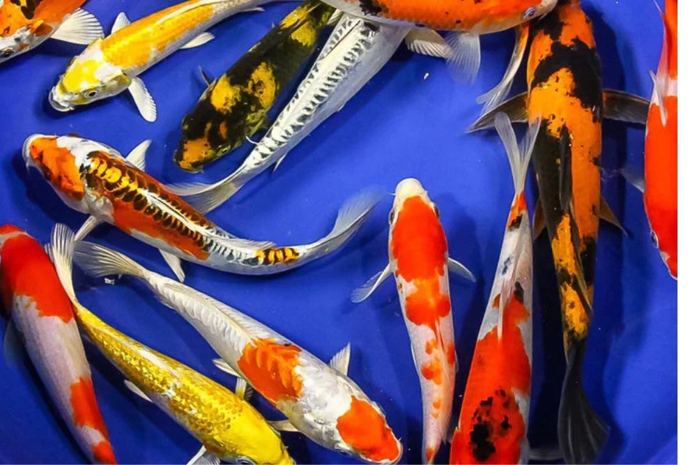 Crap koi A premium mix, Cyprinus carpio, 25-30cm