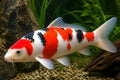 Crap koi A premium mix, Cyprinus carpio, 25-30cm