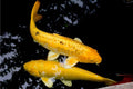 crapi koi Yamabuki Ogon Cyprinus carpio 25-30cm in iaz