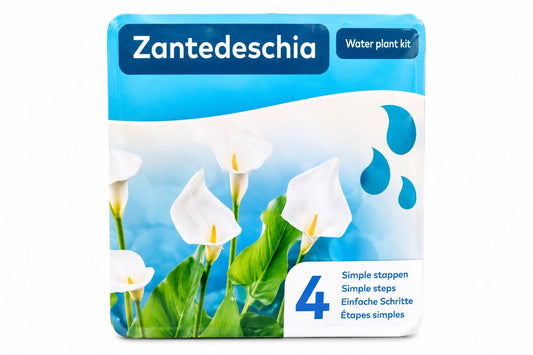 Zantedeschia alba pentru iaz, Moerings