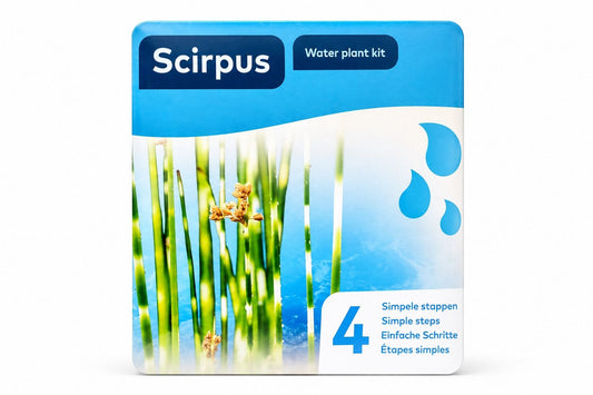 Scirpus Zebrinus cu tulpini dungate pe ambalaj Moerings Water Plant Kit