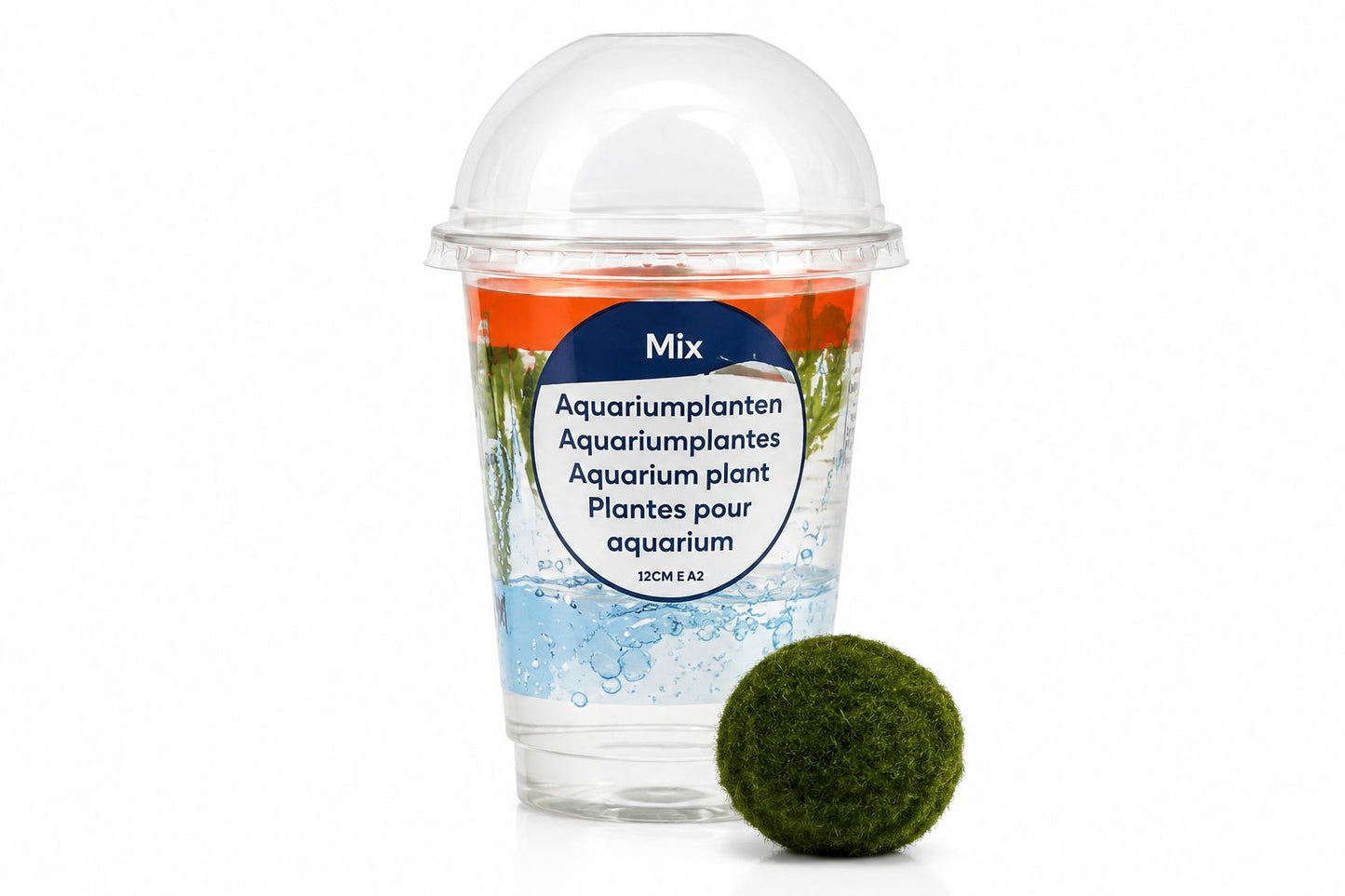 Bila Marimo Chladophora 3-4cm in cup, Moerings