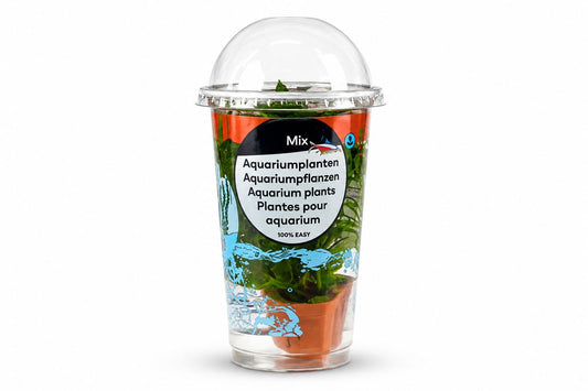 Elodea densa in cup terra cotta, Moerings