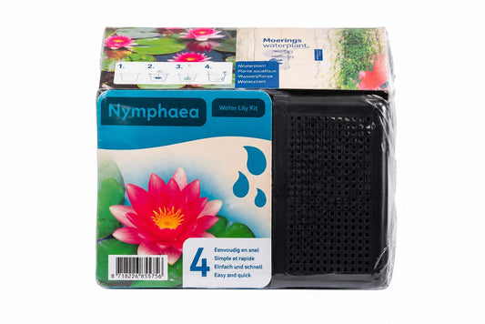 Kit complet nufar rosu pentru iaz, Moerings