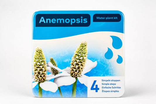 kit complet Anemopsis californica Moerings pentru plantare in iaz