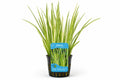 Acorus calamus Variegata galben Moerings in ghiveci pentru iaz