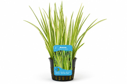 Acorus calamus Variegata galben Moerings in ghiveci pentru iaz