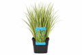 Acorus calamus Gramineus galben-verde la ghiveci