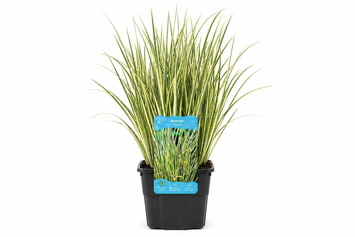 Acorus calamus Gramineus galben-verde la ghiveci