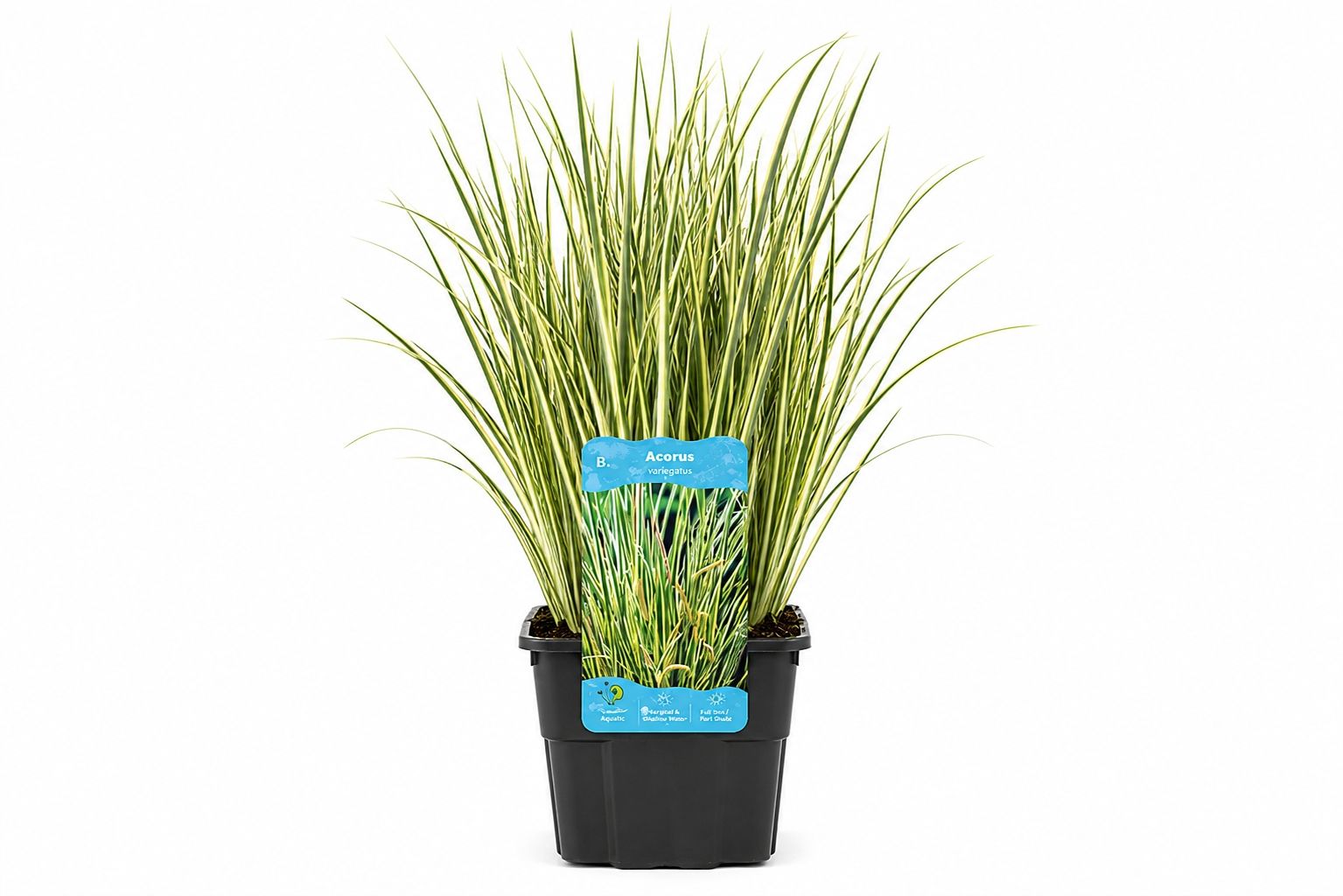 Acorus calamus Gramineus galben-verde la ghiveci