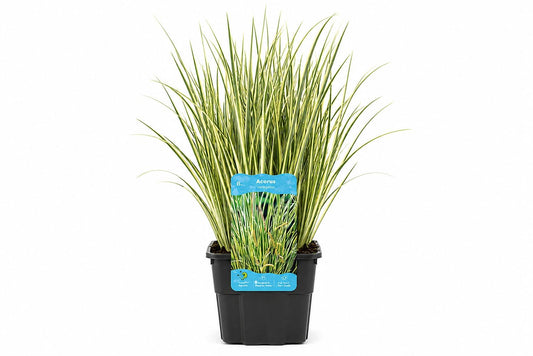 Acorus calamus Gramineus galben-verde la ghiveci, Moerings