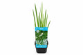 Acorus calamus verde nativ la ghiveci Moerings