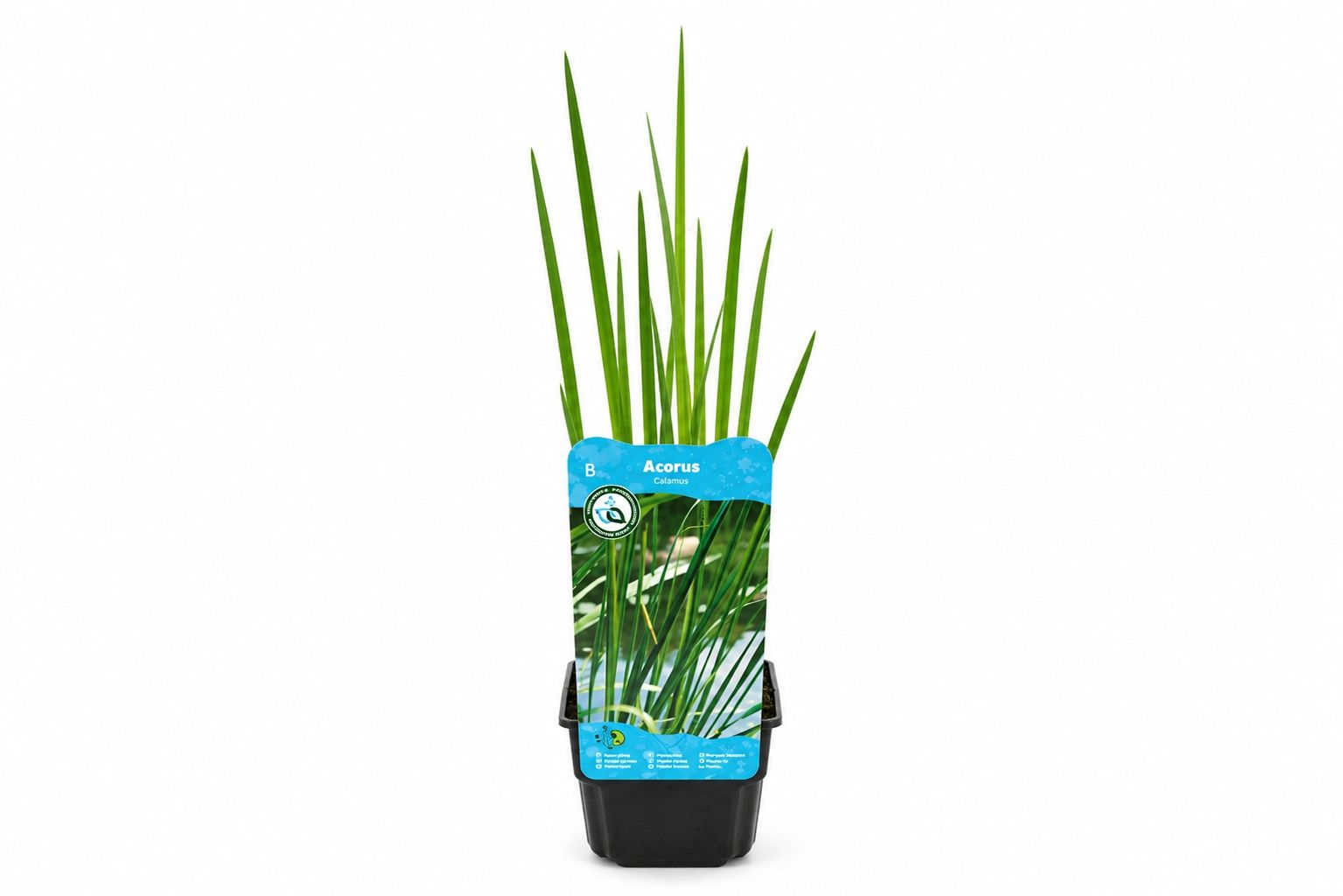 Acorus calamus verde nativ la ghiveci Moerings