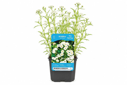 Achillea ptarmica White la ghiveci, Moerings