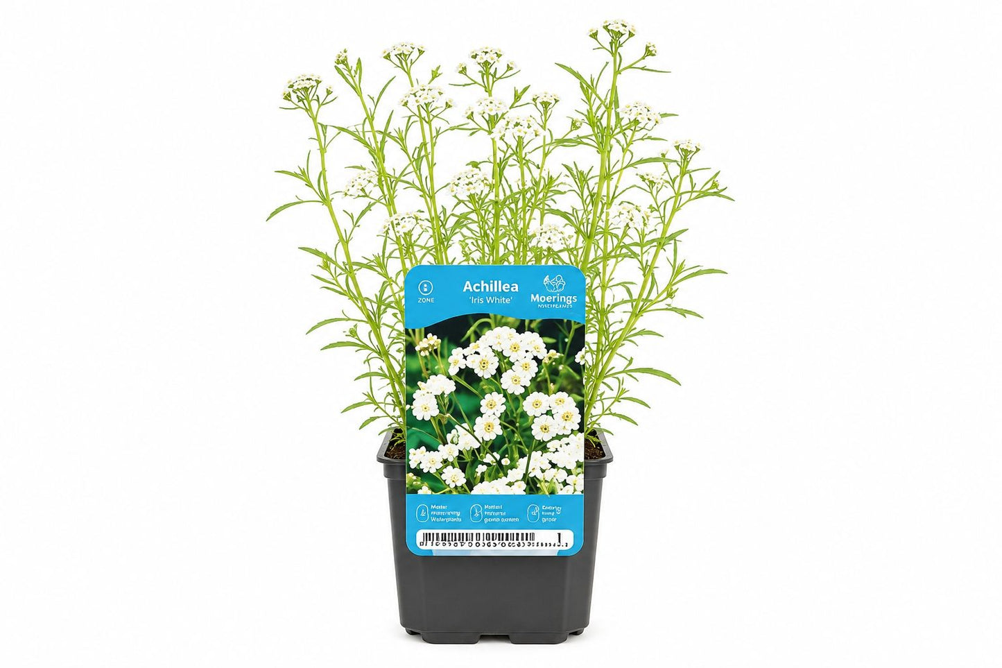 Achillea ptarmica White la ghiveci, Moerings