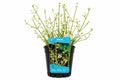 Alisma plantago-aquatica alba la ghiveci, Moerings