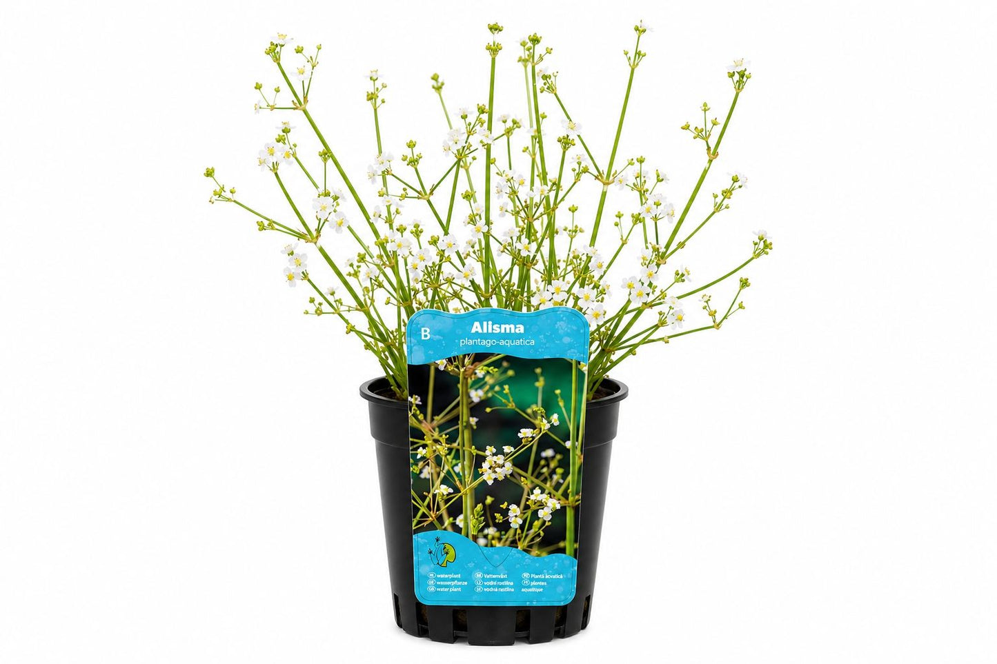 Alisma plantago-aquatica alba la ghiveci, Moerings