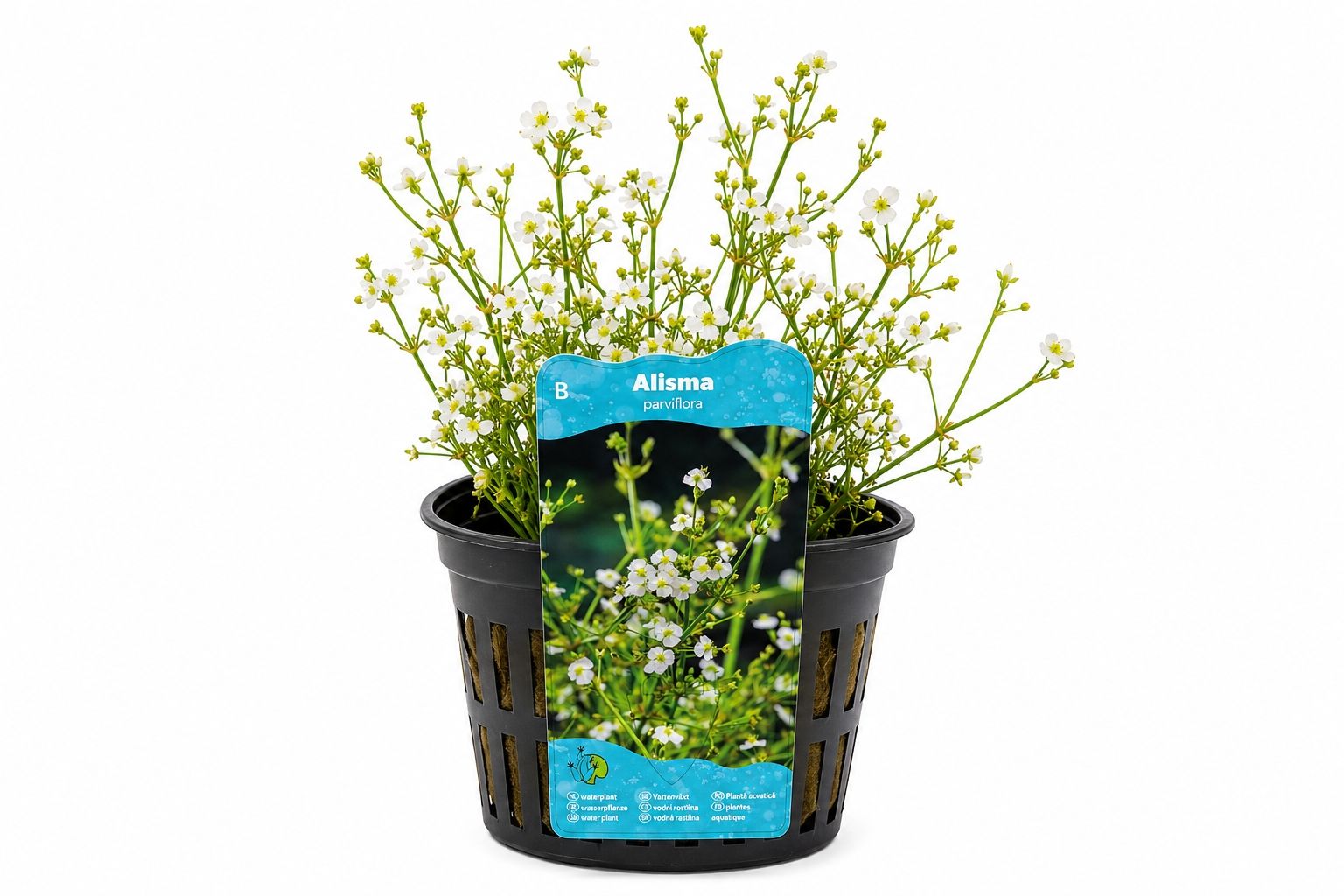 Alisma parviflora alba la ghiveci pentru iaz