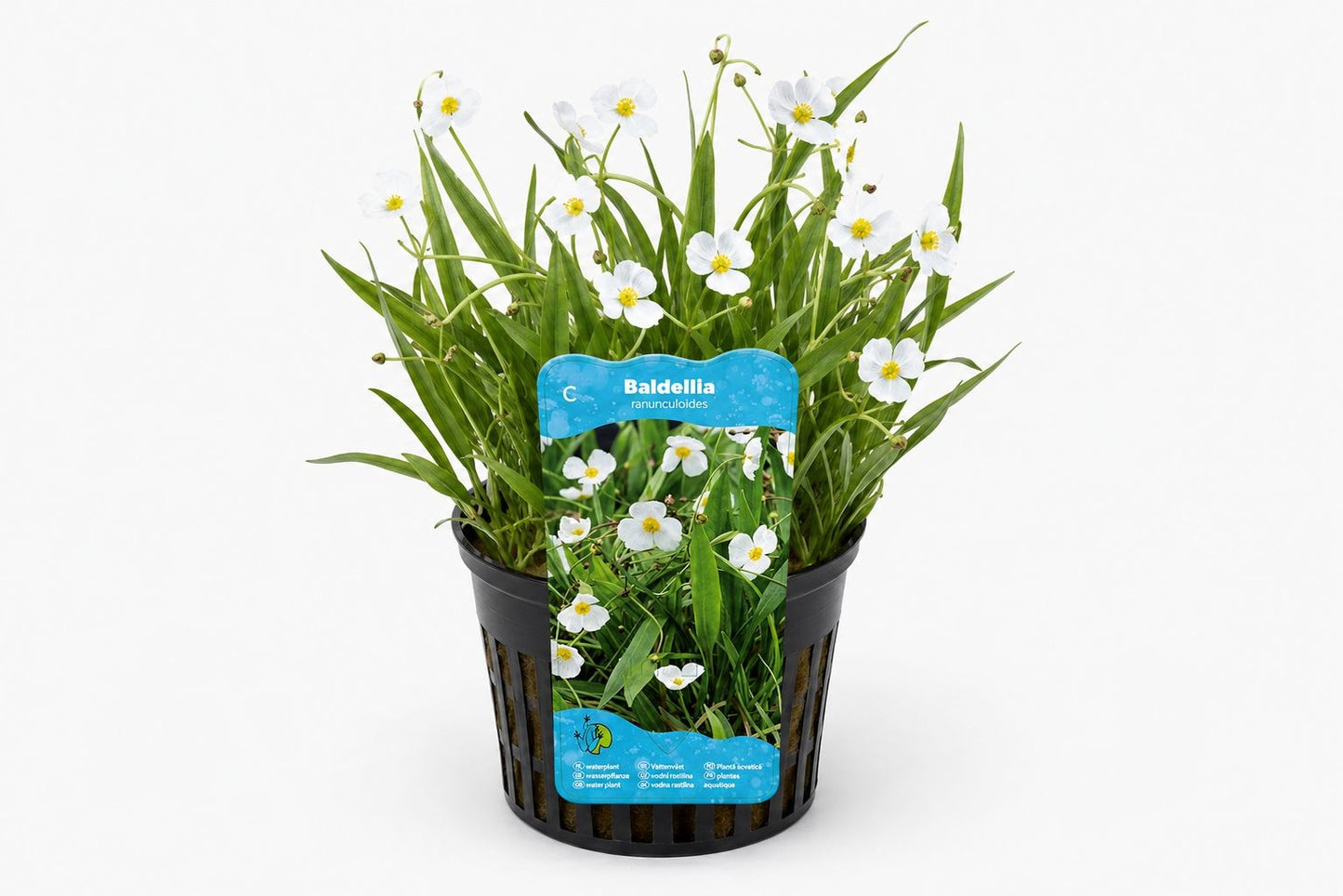 Baldellia ranunculoides lilac la ghiveci pentru iaz