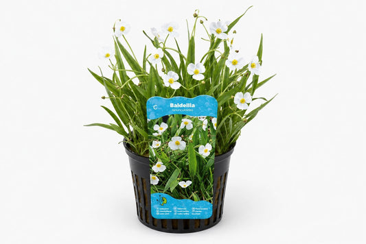 Baldellia ranunculoides lilac la ghiveci pentru iaz