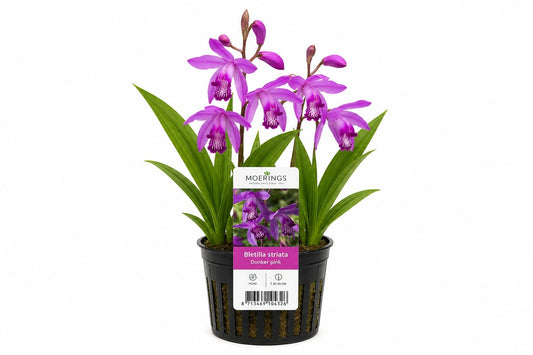 Bletilla striata Donker Pink la ghiveci, Moerings