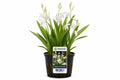 Bletilla striata Alba la ghiveci cu flori albe
