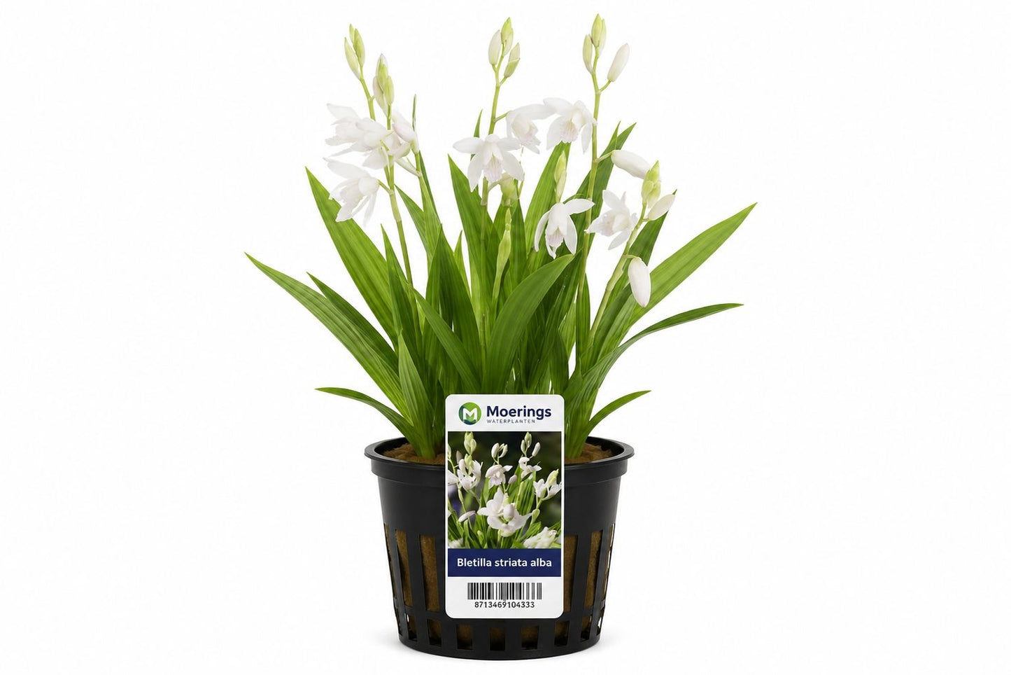 Bletilla striata Alba la ghiveci cu flori albe
