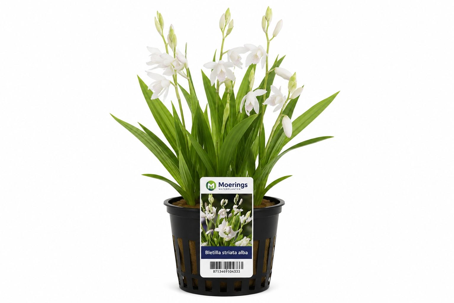 Bletilla striata Alba la ghiveci cu flori albe
