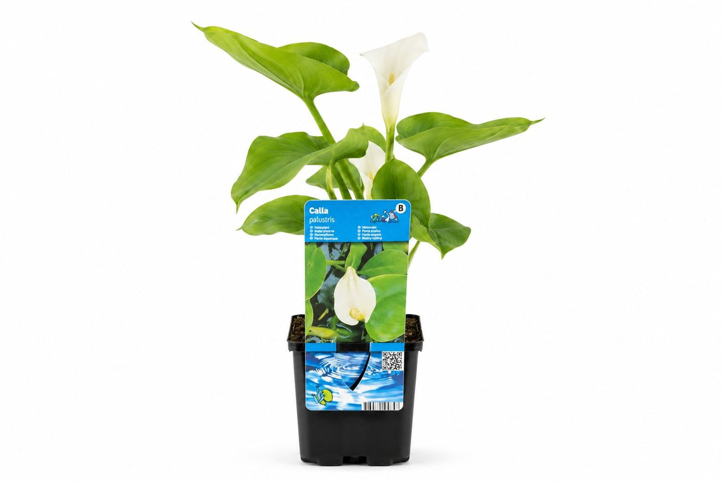 Calla palustris alba la ghiveci pentru iaz
