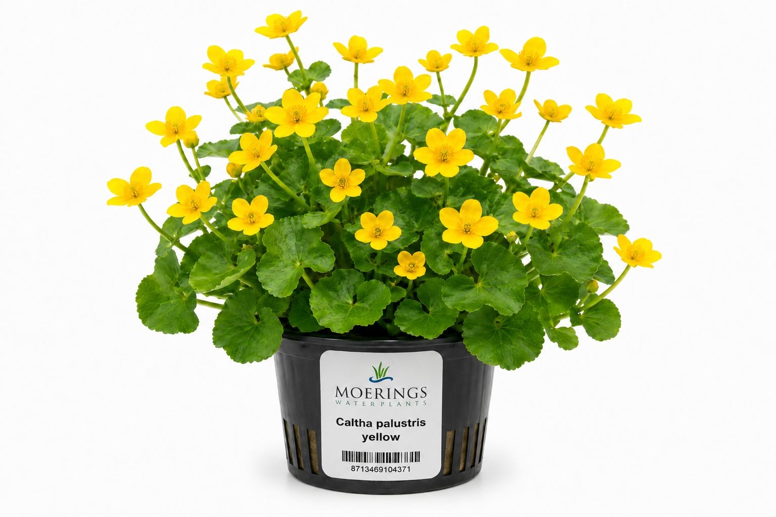 Caltha palustris galbena la ghiveci pentru iaz