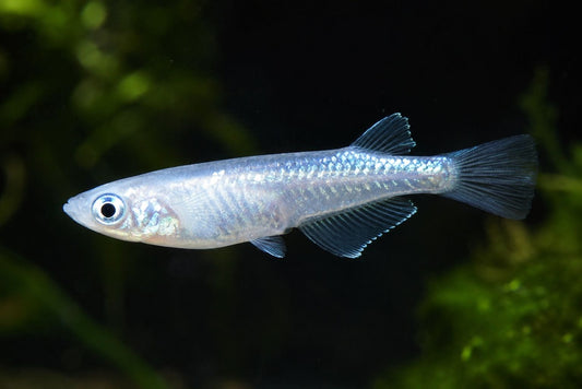 Peste de orez, Oryzias latipes platinum 2,5-3 cm