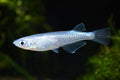 Peste de orez, Oryzias latipes platinum 2,5-3 cm