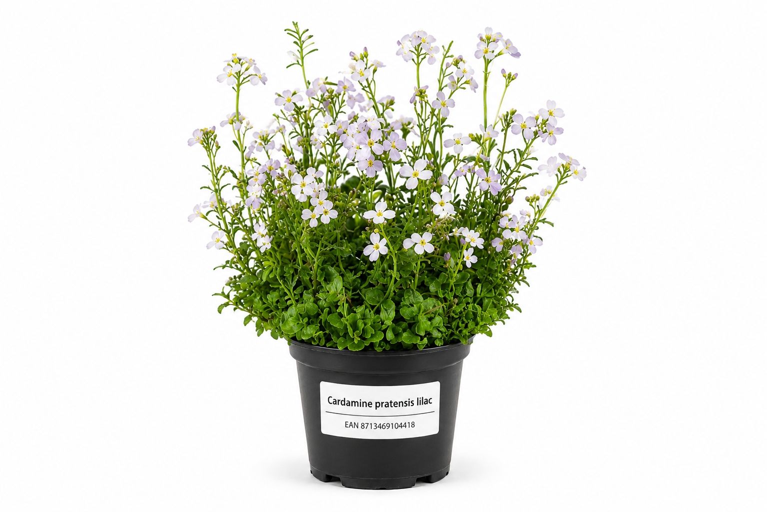 Cardamine pratensis lilac la ghiveci cu flori liliachii