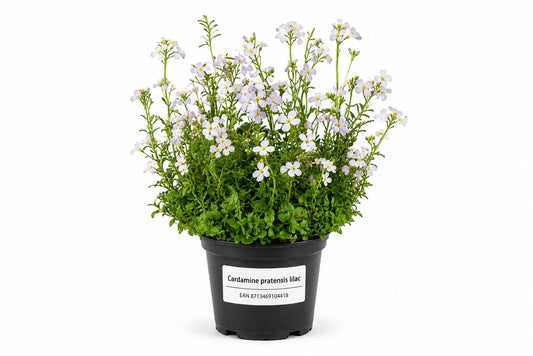 Cardamine pratensis lilac la ghiveci cu flori liliachii