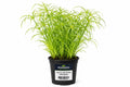 Cyperus alternifolius galben-verde la ghiveci pentru iaz