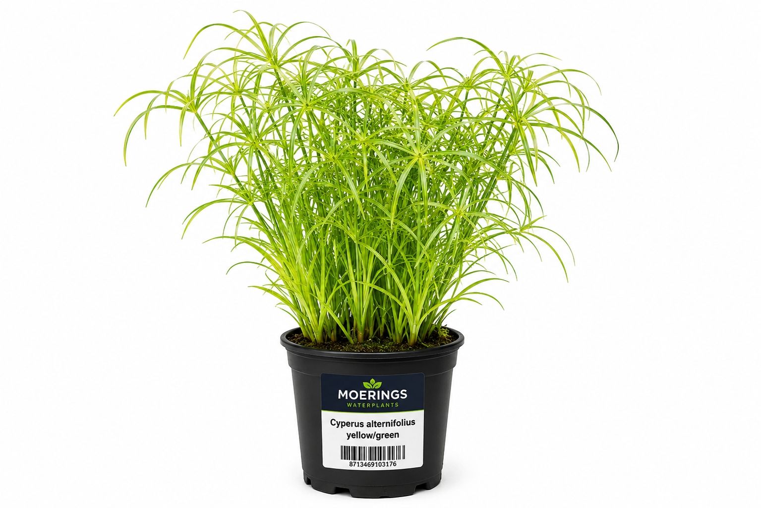 Cyperus alternifolius galben-verde la ghiveci pentru iaz