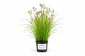 Cyperus longus maro la ghiveci pentru iaz